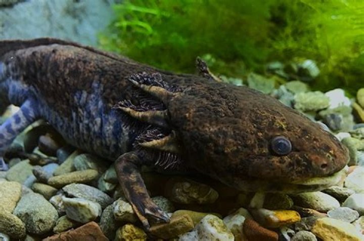 7 letters Aquatic salamander of the North American genus Ambystoma Crossword Clue Answer