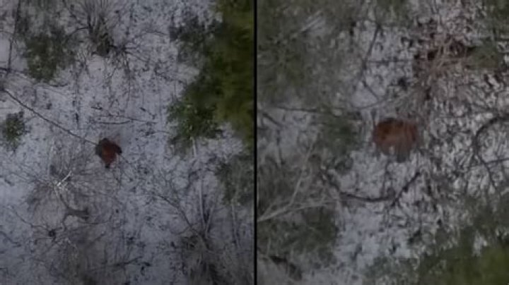 Man 'spots Bigfoot' and captures 'best footage ever recorded'