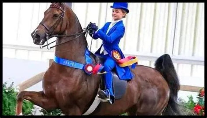 Madison and Rosie Saddlebred Accident: Know More About This Incident