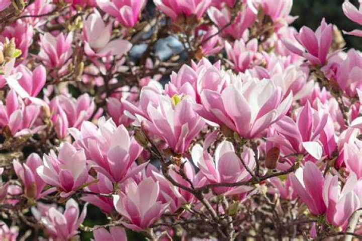 Magnolia | Rotten Tomatoes
