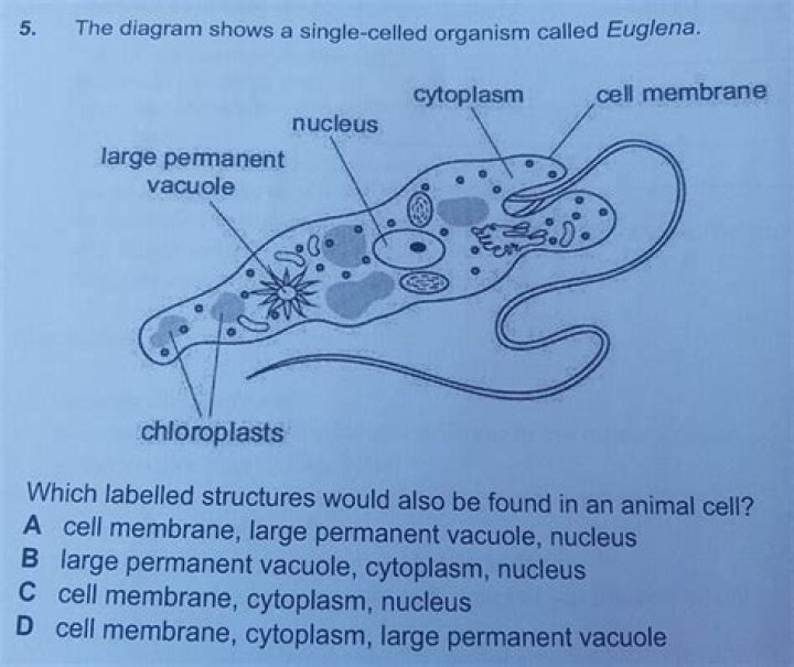 Single-celled organism that lacks a membrane-bound nucleus Word Craze Answer