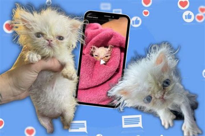 Wisp Is the Teeny-Tiny Rescue Kitten We Can't Get Enough Of